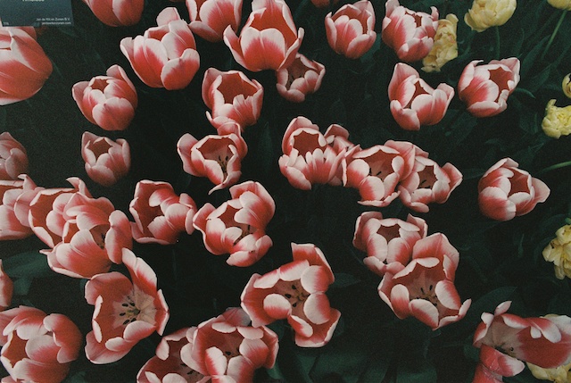 image of tulips