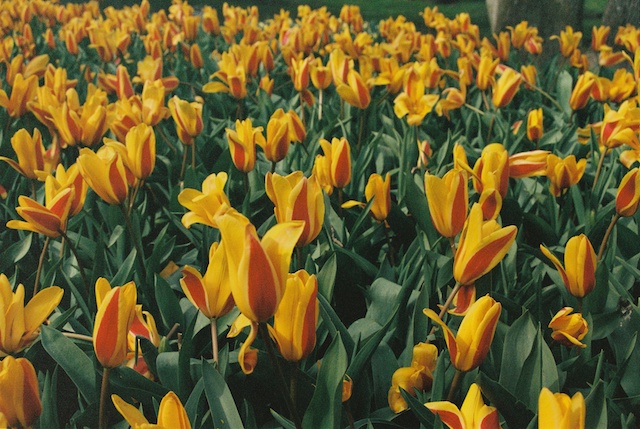 image of tulips